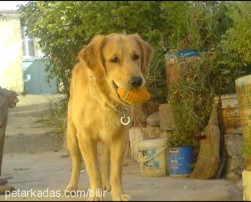 herkül Erkek Golden Retriever