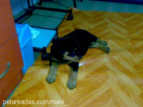 hades Dişi Rottweiler