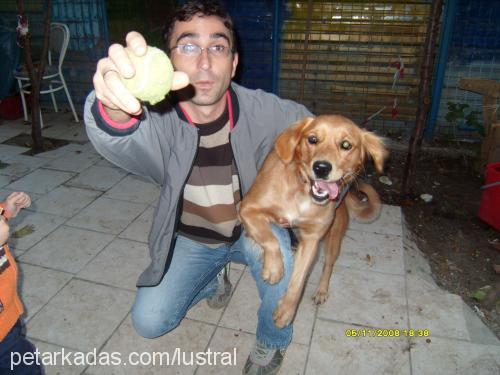 şımarık Dişi Golden Retriever