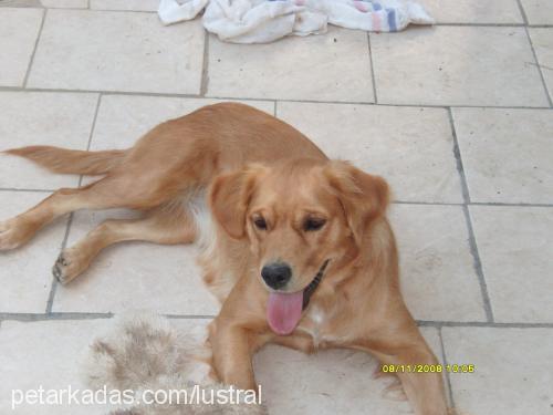 şımarık Dişi Golden Retriever