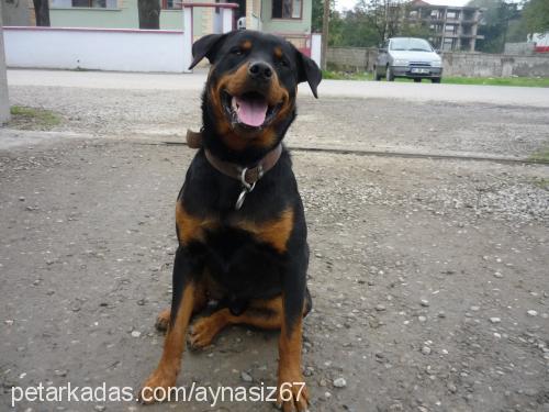 ares Erkek Rottweiler