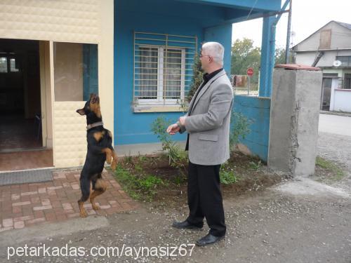 ares Erkek Rottweiler