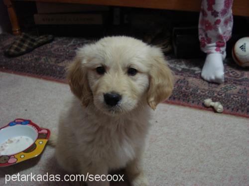 maya Dişi Golden Retriever