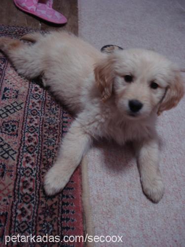 maya Dişi Golden Retriever