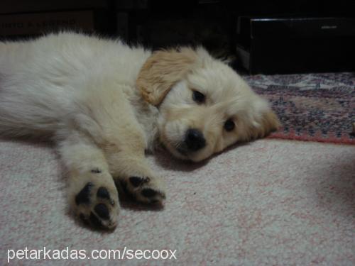 maya Dişi Golden Retriever