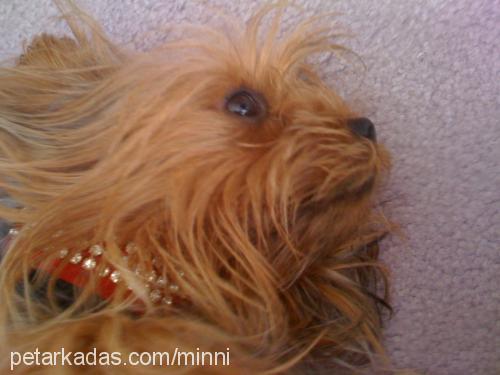 mini Dişi Yorkshire Terrier