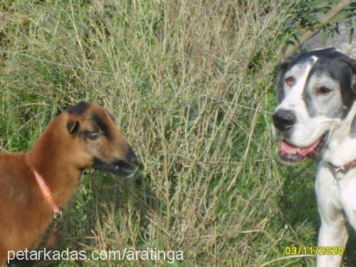 linka Dişi Great Dane (Danua)