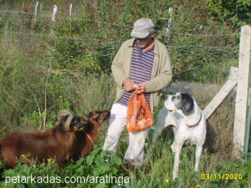 linka Dişi Great Dane (Danua)