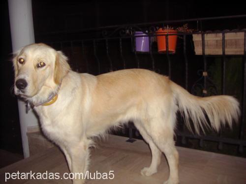 luba Dişi Golden Retriever