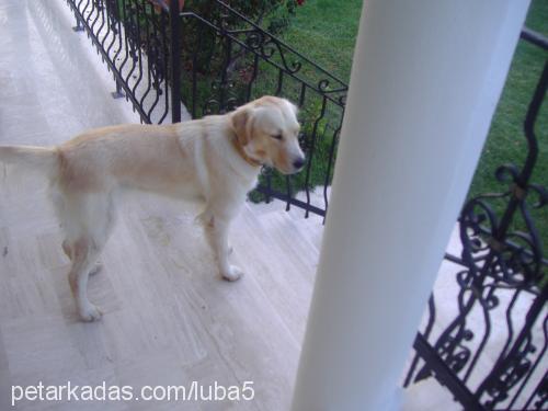 luba Dişi Golden Retriever