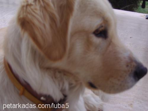 luba Dişi Golden Retriever