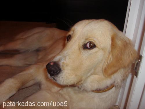 luba Dişi Golden Retriever