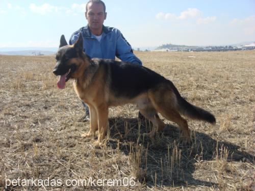 zorroatıkyokkkk Erkek Alman Çoban Köpeği