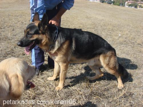 zorroatıkyokkkk Erkek Alman Çoban Köpeği