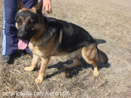 zorroatıkyokkkk Erkek Alman Çoban Köpeği