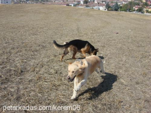 gizmo Erkek Golden Retriever