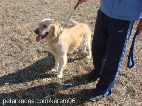 gizmo Erkek Golden Retriever