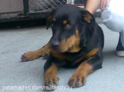 ralph Erkek Rottweiler