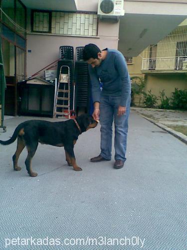 ralph Erkek Rottweiler