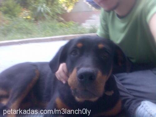 ralph Erkek Rottweiler