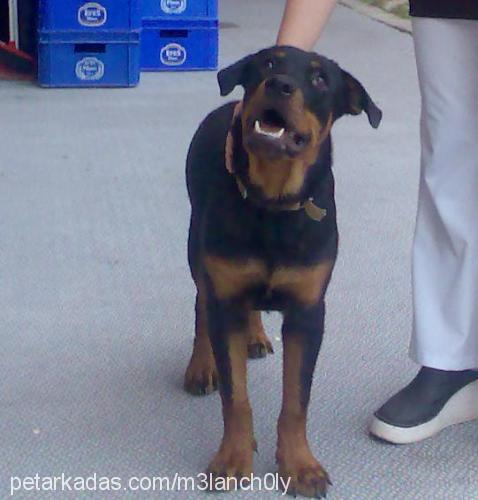 ralph Erkek Rottweiler