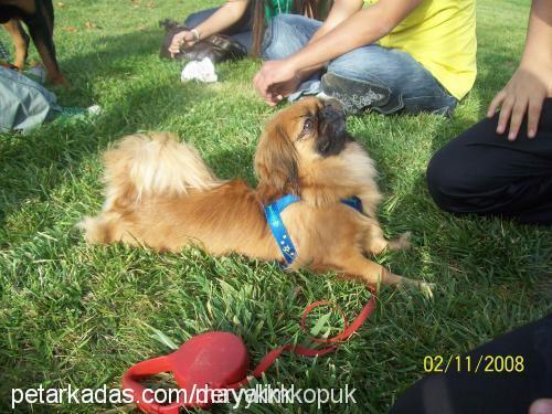 zeytin Dişi Pekingese