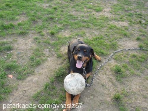 ares Erkek Rottweiler