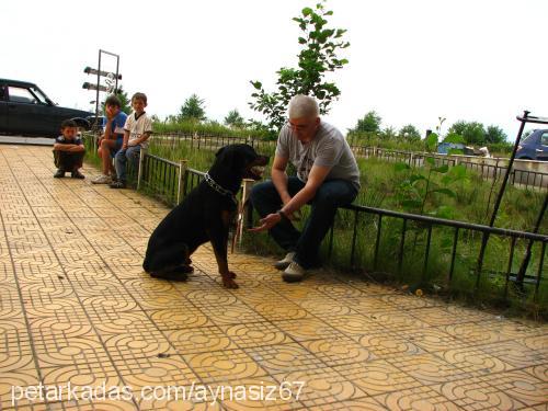 ares Erkek Rottweiler