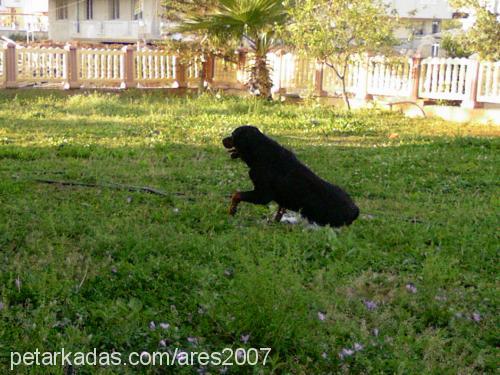 rio Erkek Rottweiler