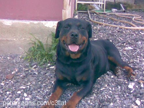 hera Dişi Rottweiler