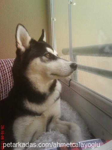 rüzgar Dişi Sibirya Kurdu (Husky)