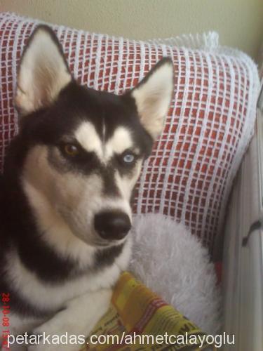 rüzgar Dişi Sibirya Kurdu (Husky)