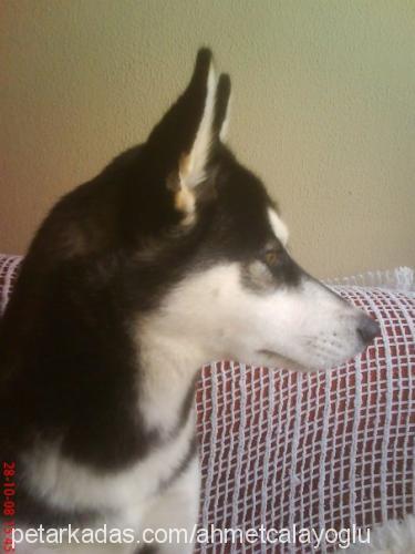 rüzgar Dişi Sibirya Kurdu (Husky)