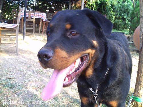 zeyna Dişi Rottweiler