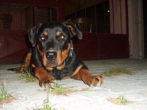 ralph Erkek Rottweiler