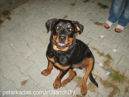 ralph Erkek Rottweiler