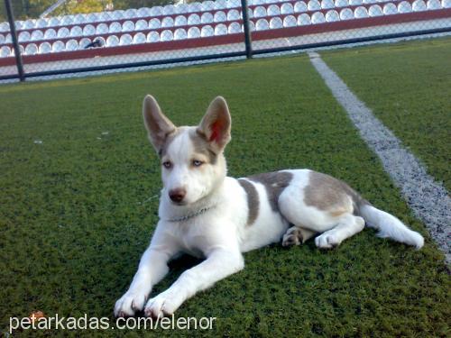 elenor Dişi Sibirya Kurdu (Husky)