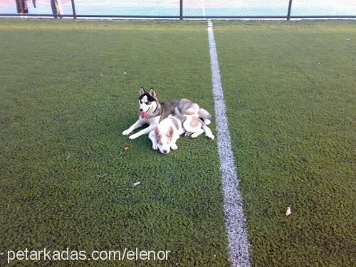 elenor Dişi Sibirya Kurdu (Husky)