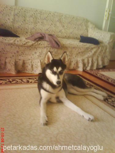 rüzgar Dişi Sibirya Kurdu (Husky)