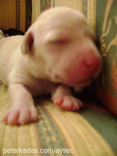 beyaz Dişi Labrador Retriever