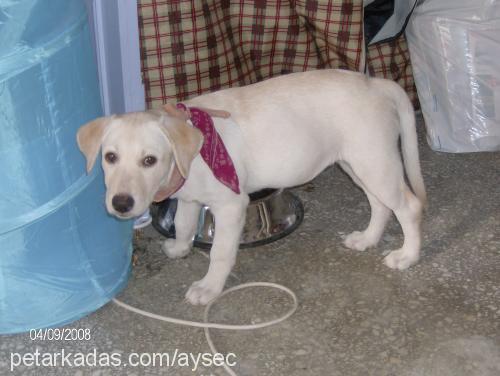 beyaz Dişi Labrador Retriever