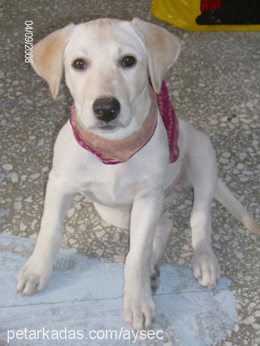 beyaz Dişi Labrador Retriever