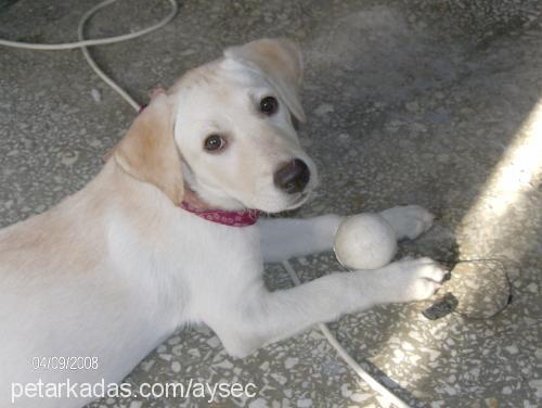 beyaz Dişi Labrador Retriever