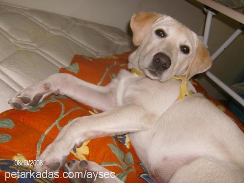 beyaz Dişi Labrador Retriever