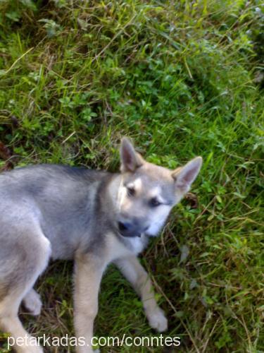 kont Erkek Alman Çoban Köpeği