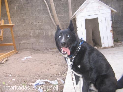 zeytin Dişi Sibirya Kurdu (Husky)