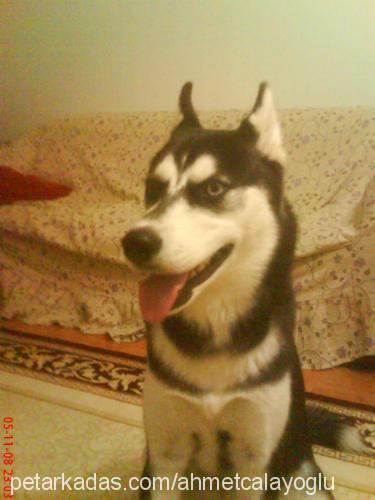 rüzgar Dişi Sibirya Kurdu (Husky)