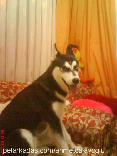 rüzgar Dişi Sibirya Kurdu (Husky)