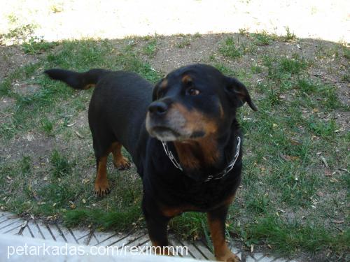 rex Erkek Rottweiler