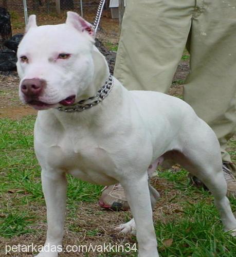 cavuş Erkek Amerikan Staffordshire Terrier